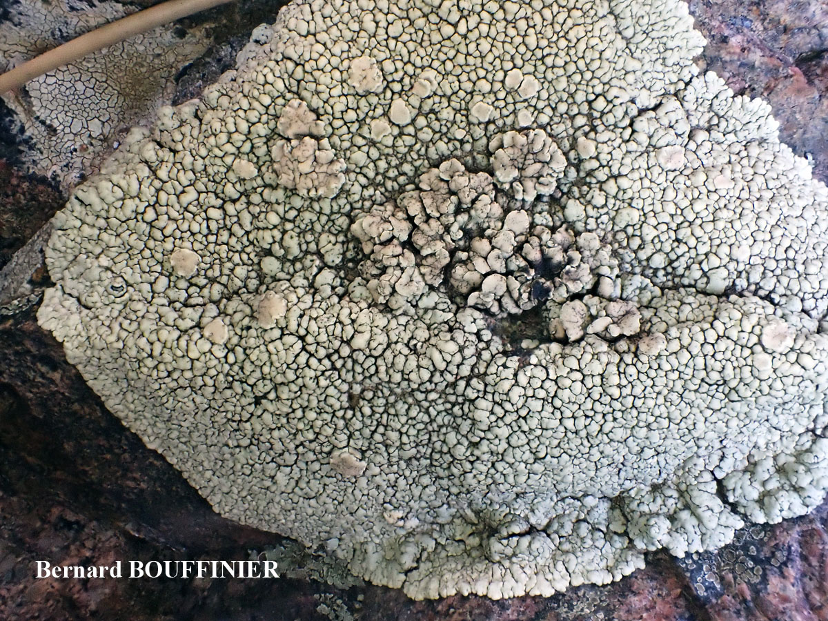 Lecanora concolor Ramond